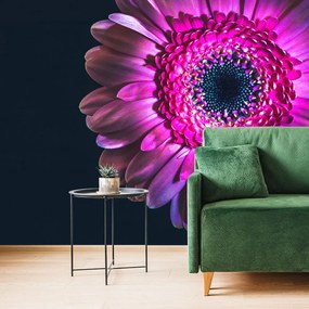 Carta da parati autoadesiva – Gerbera porpora