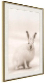 Poster  Curious Rabbit  Cornice Quadri Cornice d'oro con passe-partout, Larghezza x Altezza Home decor 20x30