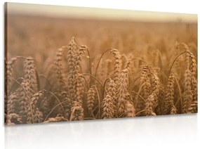 Stampa su tela – Campo di grano