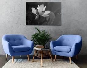 Stampa su tela – Fiore di loto delicato in bianco e nero