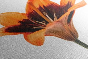 Quadro su tela – Giglio arancione