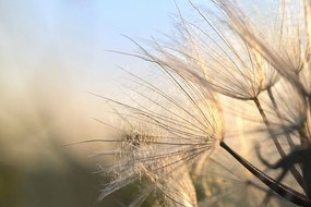 Carta da parati – Dente di leone all'alba