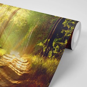 Carta da parati – Raggi di sole nella foresta