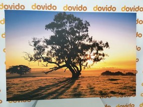 Quadro su tela – Albero solitario al tramonto