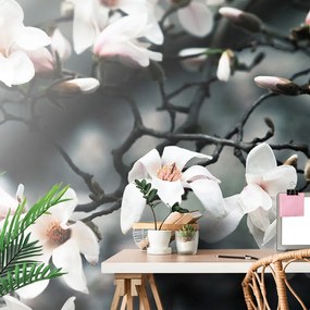 Carta da parati – Magnolia che si sveglia al sole