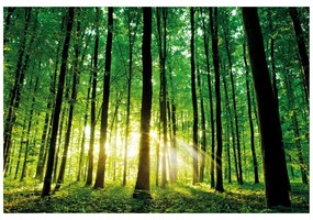 Carta da parati – Freschezza della foresta