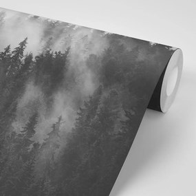 Carta da parati autoadesiva – Foresta nella nebbia in bianco e nero