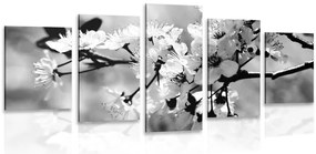 Quadri 5 pezzi – Fiore di ciliegio in bianco e nero