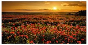 Stampa su tela Poppies field, multicolore 90 x 190 cm