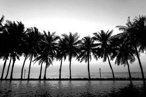 Carta da parati autoadesiva – Tramonto sulle palme in bianco e nero
