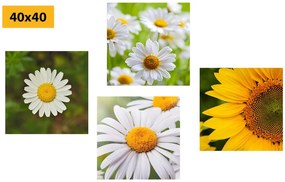 Set di quadri – Fiori di campo