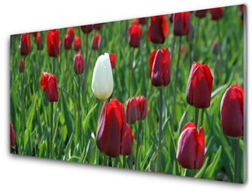 Quadro vetro acrilico Tulipani, fiori, natura 100x50 cm