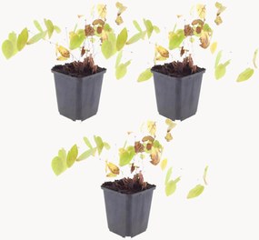 Set di 3 piante vere Barrenwort Epimedium × youngianum Niveum