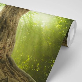 Carta da parati – Radice dell'albero