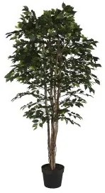 Albero Home ESPRIT Polietilene Ficus 100 x 100 x 210 cm