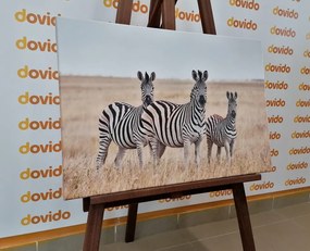 Stampa su tela – Tre zebre nella savana