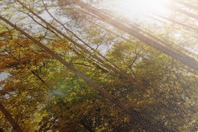 Quadro su tela – Foresta nei colori autunnali