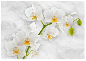 Fotomurale Lirica orchidea bianco