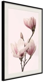 Poster  Blooming Magnolias III  Cornice Quadri Cornice nera con pass-partout, Larghezza x Altezza Home decor 20x30