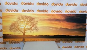 Quadro su tela – Albero solitario