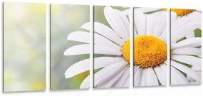 Quadri 5 pezzi – Fiori di margherita