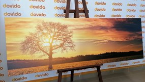 Quadro su tela – Albero solitario