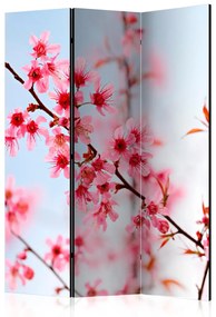 Paravento separè Simbolo del Giappone - sakura - fiori di ciliegio su sfondo celeste