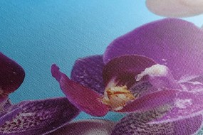 Quadro su tela – Natura morta per il benessere
