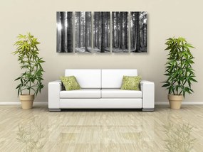 Quadri 5 pezzi – Mattina nella foresta in bianco e nero