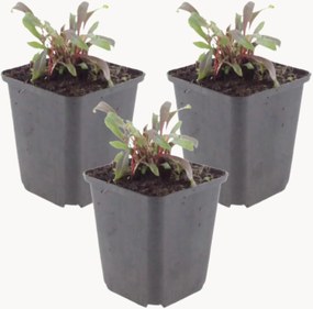 Set di 3 piante vere Beeblossom Gaura lindheimeri Siskiyou Pink