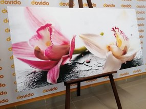 Quadro su tela – Fiori di orchidea