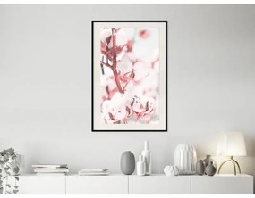 Poster Cotton Flowers