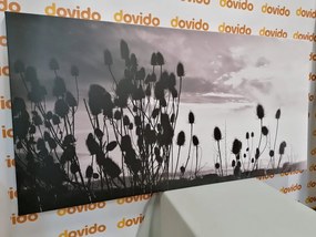 Quadro su tela – Steli d'erba nel campo in bianco e nero