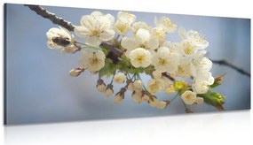 Stampa su tela – Ramo fiorito di ciliegio