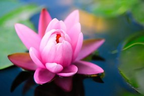 Fotomurale – Splendido fiore rosa sul lago