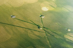 Quadro su tela – Rugiada mattutina