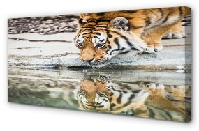 Quadro su tela Bere tigre 100x50 cm