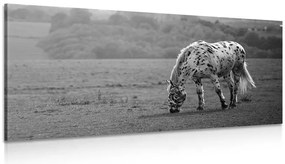 Quadro su tela – Cavallo nel prato in bianco e nero