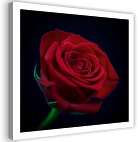 Quadro su tela, Fiore di rosa rossa  Dimensioni 30x30