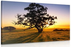 Quadro su tela – Albero solitario al tramonto