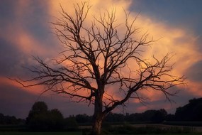 Stampa su tela – Splendido albero sul prato