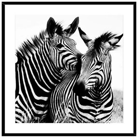Quadro Zebra Vetro (2 x 50 x 50 cm)