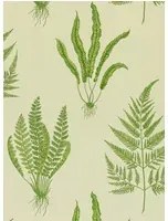 Sanderson Tapete Woodland Ferns - Green
