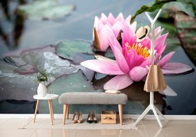 Carta da parati – Fiore di loto rosa