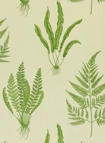 Sanderson Tapete Woodland Ferns - Green