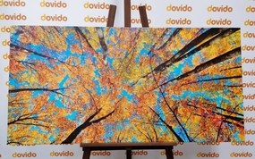 Quadro su tela – Corone autunnali degli alberi