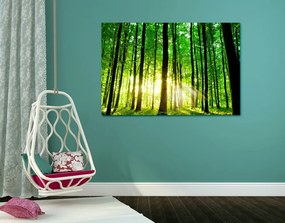 Stampa su tela – Foresta verde fresca