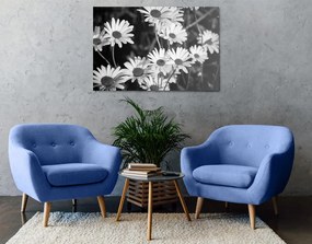 Stampa su tela – Margherite in giardino in bianco e nero