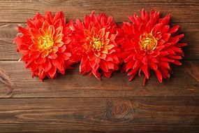 Carta da parati autoadesiva – Fiori di dalie sul legno