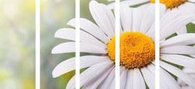 Quadri 5 pezzi – Fiori di margherita